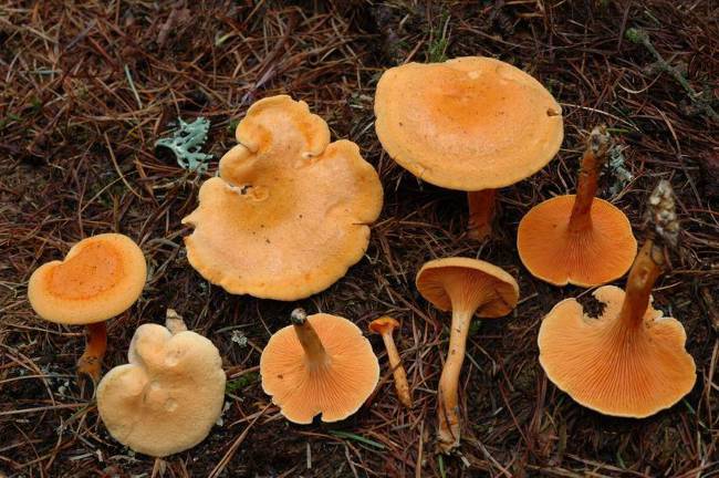 La fausse chanterelle