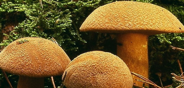 Champignon champignon: descriptions et précautions lors de la "chasse au calme"