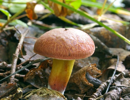 Champignon champignon: descriptions et précautions lors de la "chasse au calme"