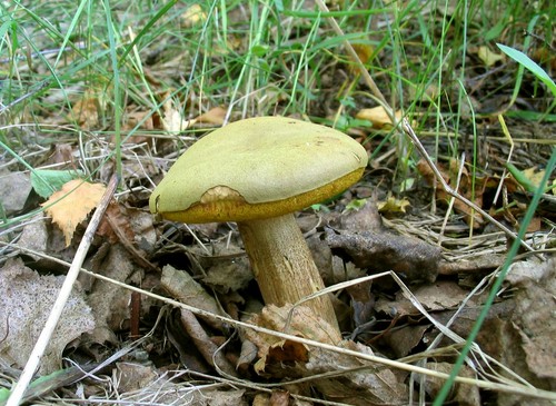 Champignon champignon: descriptions et précautions lors de la "chasse au calme"