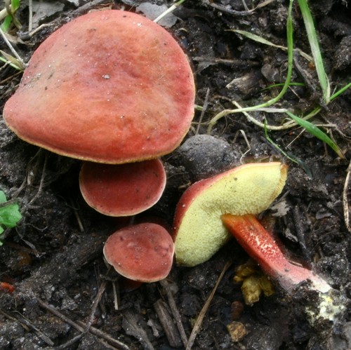 Champignon champignon: descriptions et précautions lors de la "chasse au calme"