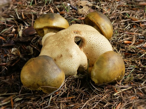 Champignon champignon: descriptions et précautions lors de la "chasse au calme"