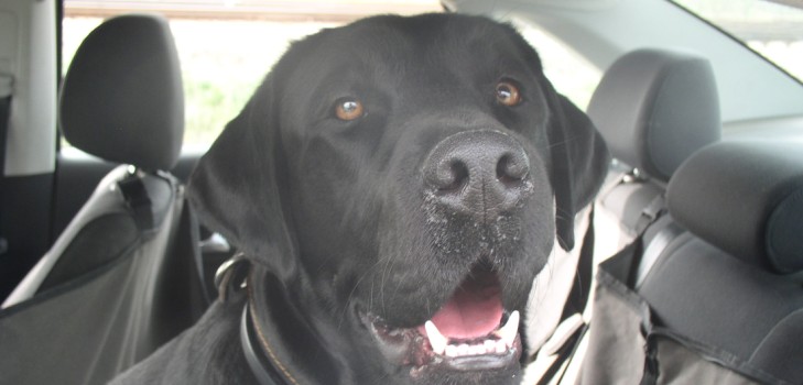 Nous allons en Crimée en voiture avec un chien