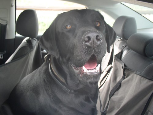 Nous allons en Crimée en voiture avec un chien