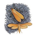 Sur le sentier de la guerre: comment faire face aux mites