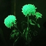 Fleurs inhabituelles - fleurs rougeoyantes