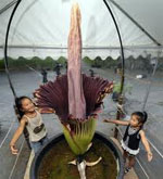 Fleurs insolites - amorphofallus