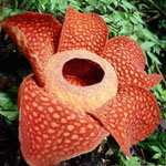 Fleurs insolites - Rafflesia