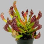 Fleurs insolites - sarracenia