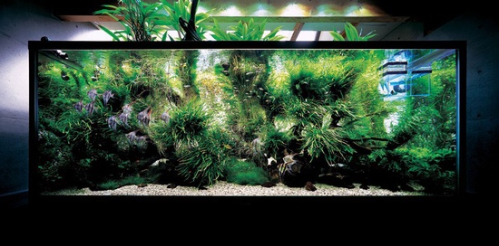 Faire un aquarium avec vos propres mains