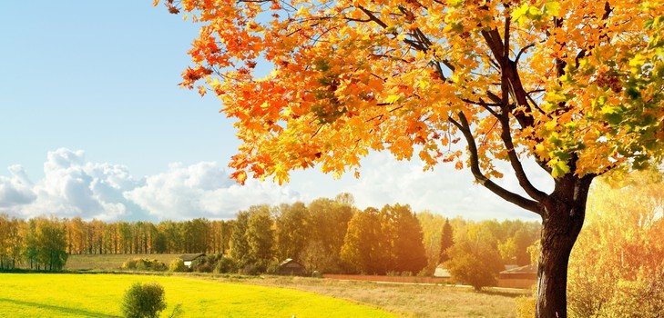 Chansons sur l'automne pour l'école primaire, la maternelle et les adolescents