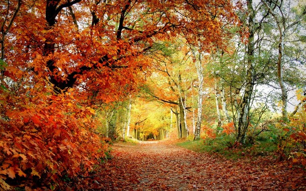 Chansons sur l'automne pour l'école primaire, la maternelle et les adolescents