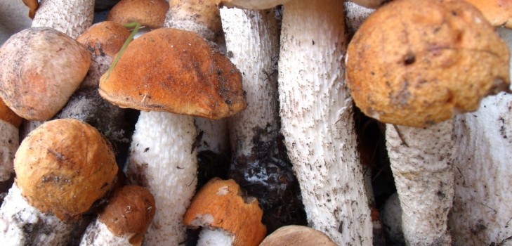 Podisinovik: description du champignon avec une photo