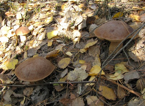 Podisinovik: description du champignon avec une photo