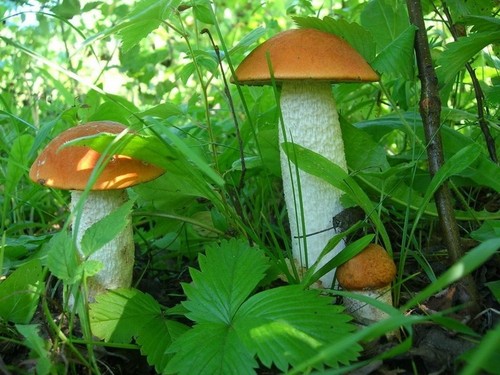 Podisinovik: description du champignon avec une photo