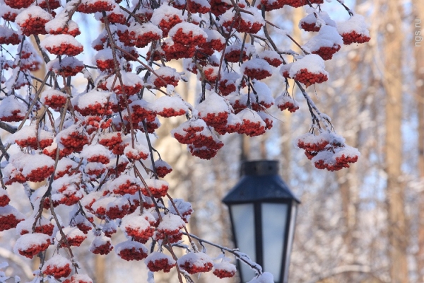 Météo à Saint-Pétersbourg pour décembre 2016 et Nouvel An - prévisions précises du Centre hydrométéorologique de Saint-Pétersbourg et de la région de Leningrad