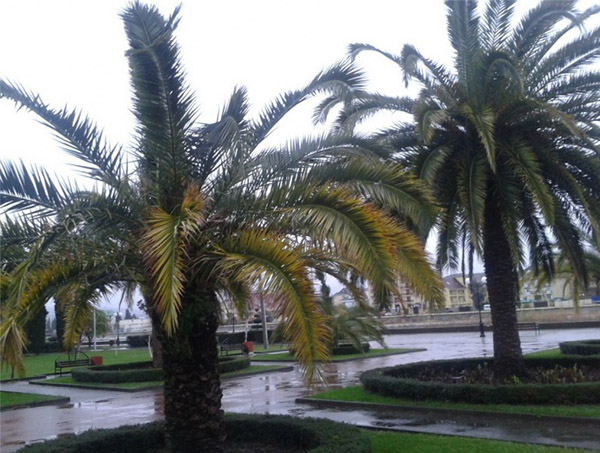 Météo à Sotchi en Décembre 2016 - prévisions précises de la température de l'eau et de l'air du Centre hydrométéorologique