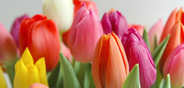 Belles et originales félicitations le 8 mars en vers et en prose