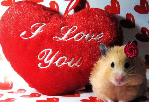 Félicitations pour la Saint-Valentin