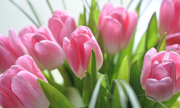 Bons voeux pour le 8 mars aux femmes