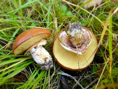 Champignons comestibles: classification et précautions