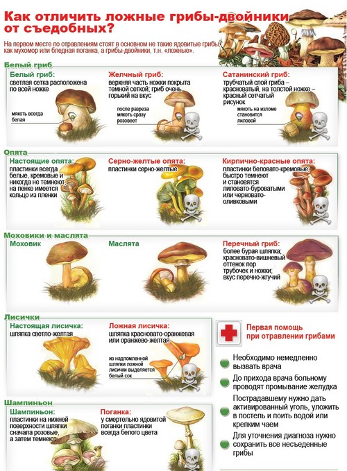 Champignons comestibles: classification et précautions