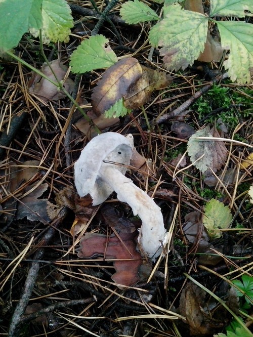 Champignons comestibles: classification et précautions