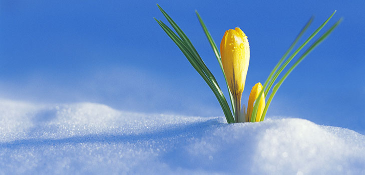 Composition sur le thème du printemps