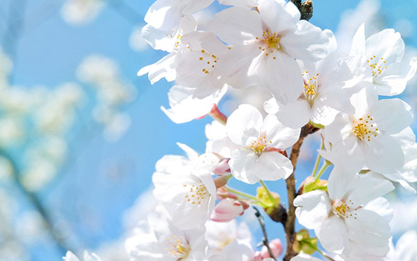 Composition sur le thème du printemps
