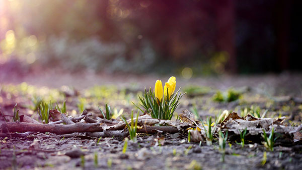 Composition sur le thème du printemps