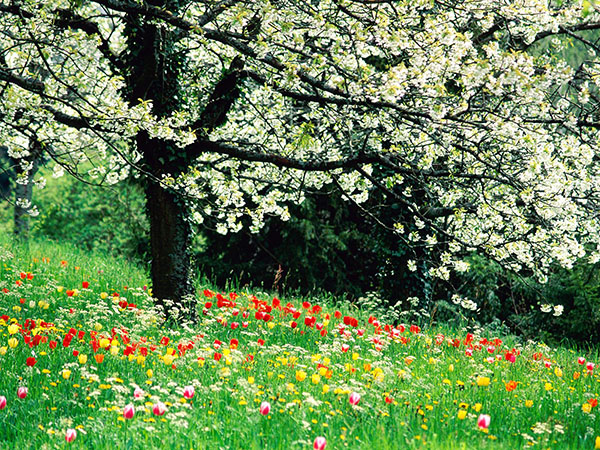 Composition sur le thème du printemps