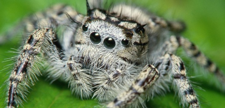 grosse araignée