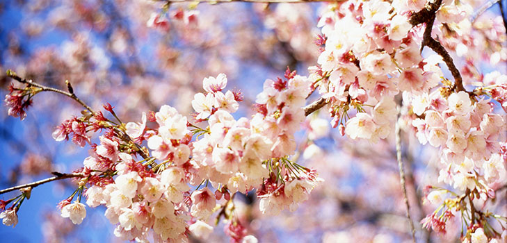 Poèmes sur le printemps des poètes russes
