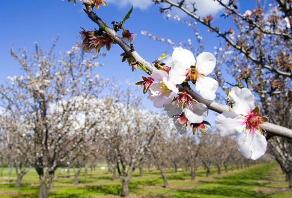Poèmes sur le printemps des poètes russes