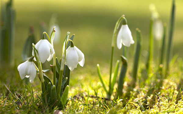 Poèmes sur le printemps des poètes russes