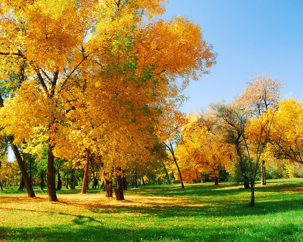 Des poèmes courts et beaux sur l'automne pour les enfants à la maternelle et à l'école