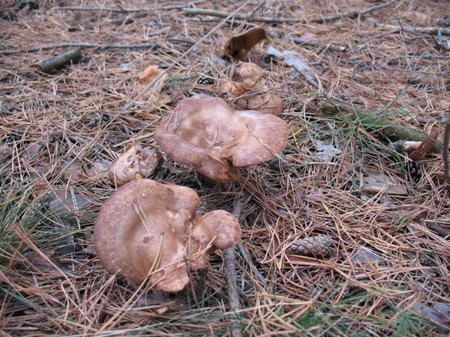 Svinushki: photo et description des champignons. Poison ou pas épais, porcs minces? Puis-je manger des porcs?