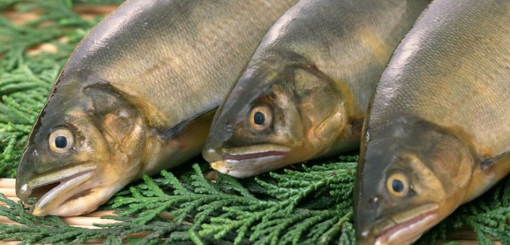 beaucoup de poisson