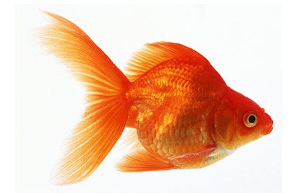 poisson rouge