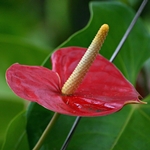 Anthurium soin à la maison: et si l'anthurium devient jaune?