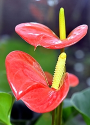 Anthurium soin à la maison: et si l'anthurium devient jaune?