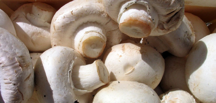 Cultiver des champignons dans la maison