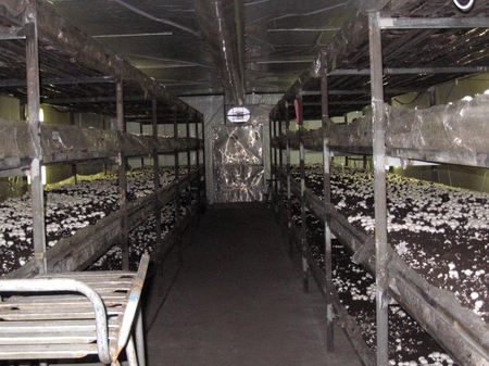 Cultiver des champignons dans la maison