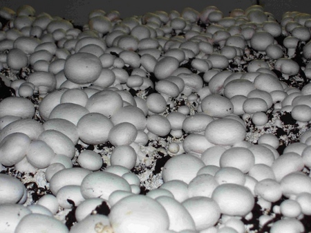 Cultiver des champignons dans la maison