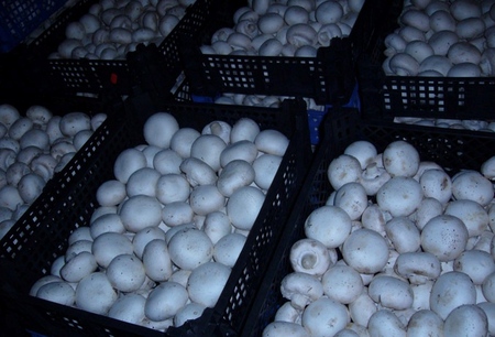 Cultiver des champignons dans la maison