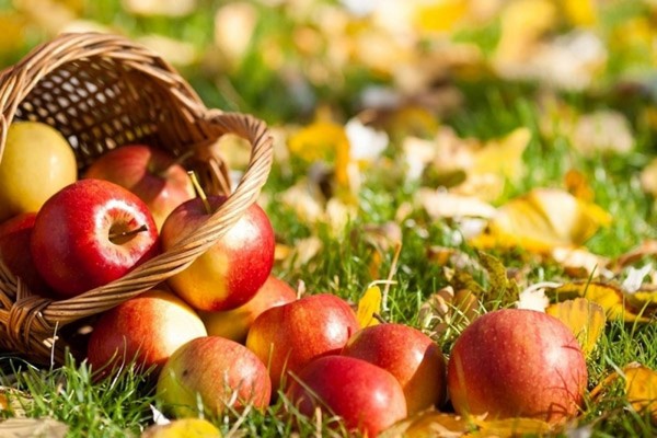 Apple Savior, félicitations pour SMS, court, drôle. Félicitations au Sauveur de Pomme en vers et en prose Apple Savior, félicitations pour SMS, court, drôle. Félicitations au Sauveur de Pomme en vers et en prose
