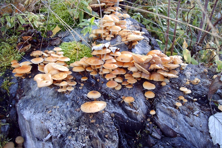Champignons vénéneux: fausses agarines au miel, photo