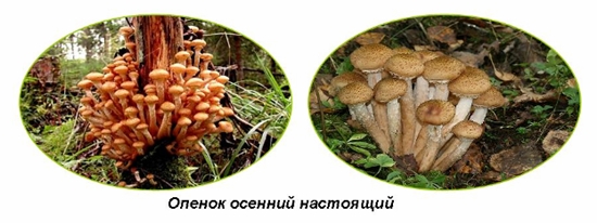 Champignons vénéneux: fausses agarines au miel, photo