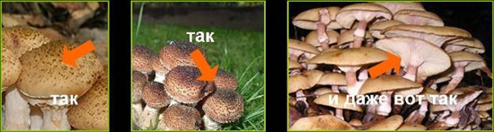 Champignons vénéneux: fausses agarines au miel, photo