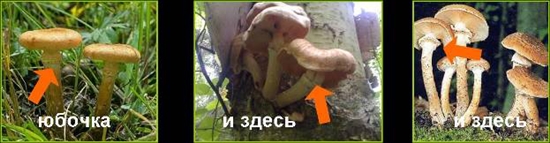 Champignons vénéneux: fausses agarines au miel, photo